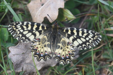 Papilionidae - Parnassiinae- Zerynthini-Zerynthia polyxena Gagnières 2020, DSC_0022