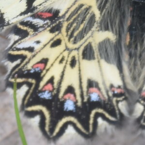 Papilionidae - Parnassiinae- Zerynthini-Zerynthia polyxena Gagnières 2020, DSC_0029