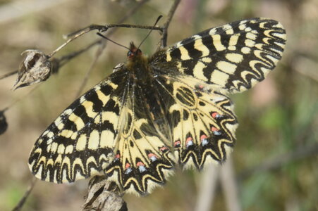 Papilionidae - Parnassiinae- Zerynthini-Zerynthia polyxena Gagnières 2020, DSC_0025