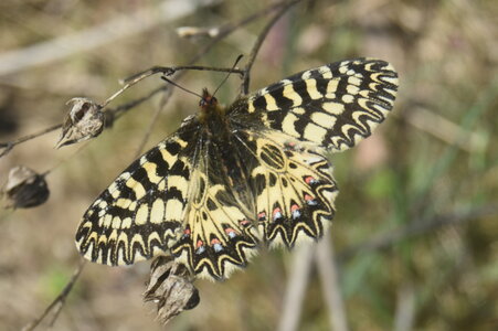 Papilionidae - Parnassiinae- Zerynthini-Zerynthia polyxena Gagnières 2020, DSC_0026