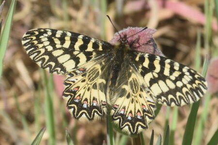 Papilionidae - Parnassiinae- Zerynthini-Zerynthia polyxena Gagnières 2020, DSC_0023