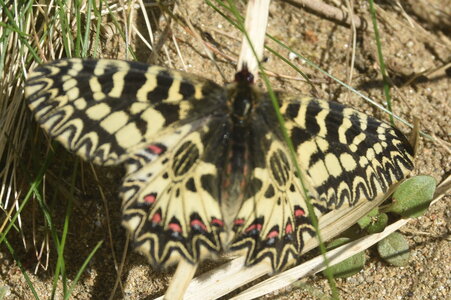 Papilionidae - Parnassiinae- Zerynthini-Zerynthia polyxena Gagnières 2020, DSC_0945