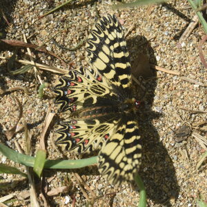 Papilionidae - Parnassiinae- Zerynthini-Zerynthia polyxena Gagnières 2020, DSC_0947