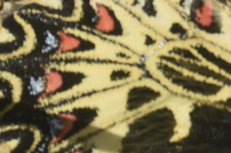 Papilionidae - Parnassiinae- Zerynthini-Zerynthia polyxena Gagnières 2020, DSC_0948