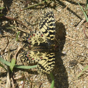 Papilionidae - Parnassiinae- Zerynthini-Zerynthia polyxena Gagnières 2020, DSC_0933