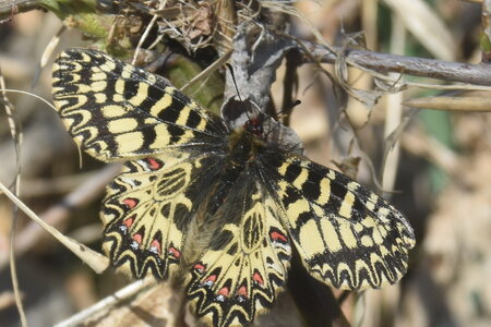 Papilionidae - Parnassiinae- Zerynthini-Zerynthia polyxena Gagnières 2020, DSC_0959