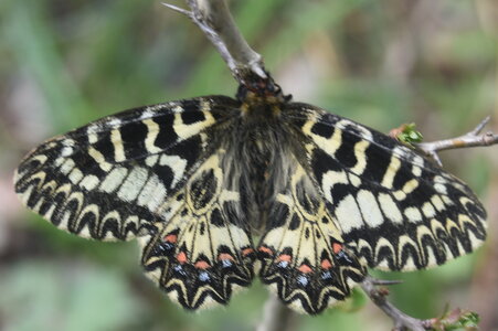Papilionidae - Parnassiinae- Zerynthini-Zerynthia polyxena Gagnières 2020, DSC_0958