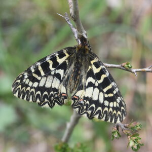 Papilionidae - Parnassiinae- Zerynthini-Zerynthia polyxena Gagnières 2020, DSC_0955