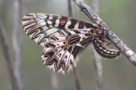 Papilionidae - Parnassiinae- Zerynthini-Zerynthia polyxena Gagnières 2020, DSC_0856