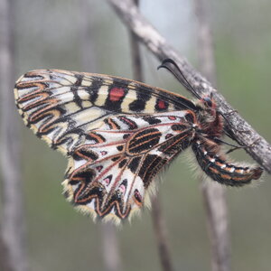 Papilionidae - Parnassiinae- Zerynthini-Zerynthia polyxena Gagnières 2020, DSC_0857
