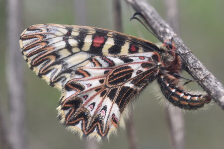 Papilionidae - Parnassiinae- Zerynthini-Zerynthia polyxena Gagnières 2020, DSC_0859