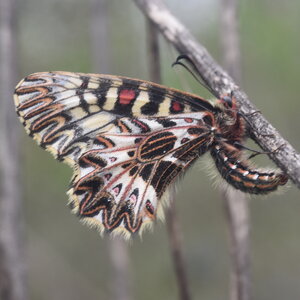 Papilionidae - Parnassiinae- Zerynthini-Zerynthia polyxena Gagnières 2020, DSC_0861