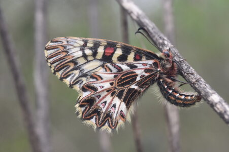Papilionidae - Parnassiinae- Zerynthini-Zerynthia polyxena Gagnières 2020, DSC_0956
