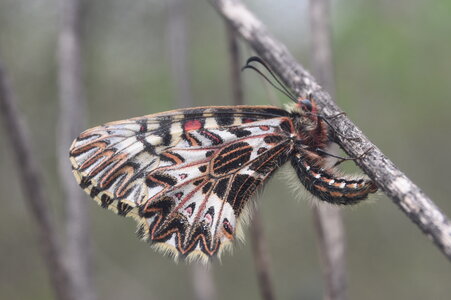 Papilionidae - Parnassiinae- Zerynthini-Zerynthia polyxena Gagnières 2020, DSC_0858