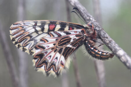 Papilionidae - Parnassiinae- Zerynthini-Zerynthia polyxena Gagnières 2020, DSC_0860