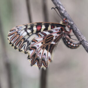 Papilionidae - Parnassiinae- Zerynthini-Zerynthia polyxena Gagnières 2020, DSC_0862
