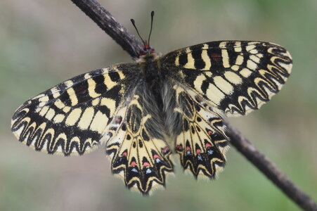 Papilionidae - Parnassiinae- Zerynthini-Zerynthia polyxena Gagnières 2020, DSC_0864