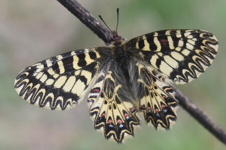 Papilionidae - Parnassiinae- Zerynthini-Zerynthia polyxena Gagnières 2020, DSC_0865