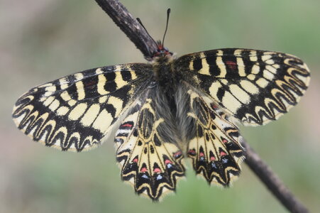 Papilionidae - Parnassiinae- Zerynthini-Zerynthia polyxena Gagnières 2020, DSC_0866