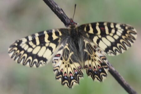 Papilionidae - Parnassiinae- Zerynthini-Zerynthia polyxena Gagnières 2020, DSC_0867