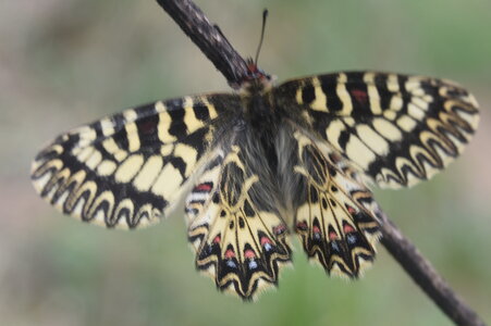 Papilionidae - Parnassiinae- Zerynthini-Zerynthia polyxena Gagnières 2020, DSC_0868