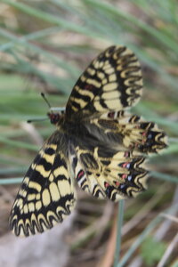 Papilionidae - Parnassiinae- Zerynthini-Zerynthia polyxena Gagnières 2020, DSC_0869