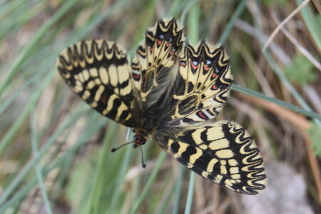 Papilionidae - Parnassiinae- Zerynthini-Zerynthia polyxena Gagnières 2020, DSC_0870