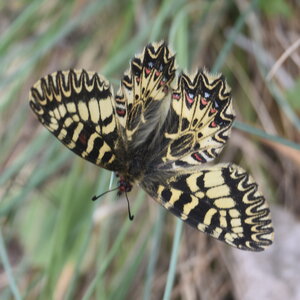 Papilionidae - Parnassiinae- Zerynthini-Zerynthia polyxena Gagnières 2020, DSC_0871