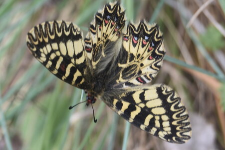 Papilionidae - Parnassiinae- Zerynthini-Zerynthia polyxena Gagnières 2020, DSC_0960
