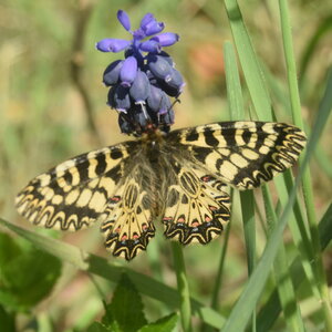 Papilionidae - Parnassiinae- Zerynthini-Zerynthia polyxena Gagnières 2020, DSC_0818