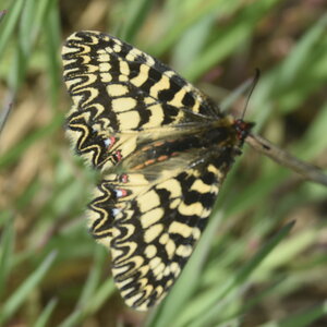 Papilionidae - Parnassiinae- Zerynthini-Zerynthia polyxena Gagnières 2020, DSC_0761