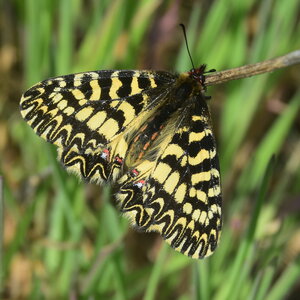 Papilionidae - Parnassiinae- Zerynthini-Zerynthia polyxena Gagnières 2020, DSC_0760