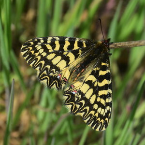 Papilionidae - Parnassiinae- Zerynthini-Zerynthia polyxena Gagnières 2020, DSC_0759