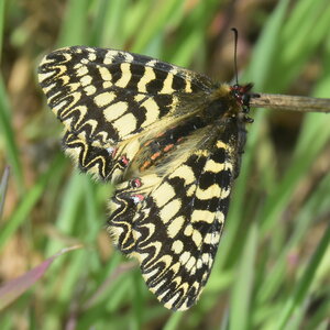 Papilionidae - Parnassiinae- Zerynthini-Zerynthia polyxena Gagnières 2020, DSC_0758