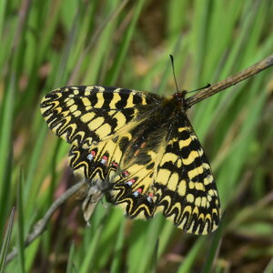 Papilionidae - Parnassiinae- Zerynthini-Zerynthia polyxena Gagnières 2020, DSC_0757