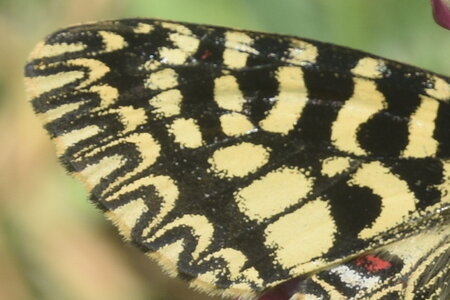Papilionidae - Parnassiinae- Zerynthini-Zerynthia polyxena Gagnières 2020, DSC_0733
