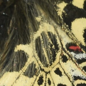 Papilionidae - Parnassiinae- Zerynthini-Zerynthia polyxena Gagnières 2020, DSC_0727