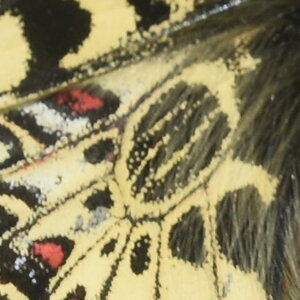 Papilionidae - Parnassiinae- Zerynthini-Zerynthia polyxena Gagnières 2020, DSC_0732