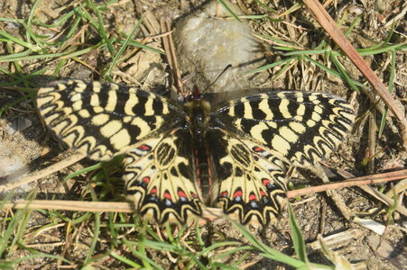 Papilionidae - Parnassiinae- Zerynthini-Zerynthia polyxena Gagnières 2020, DSC_0705