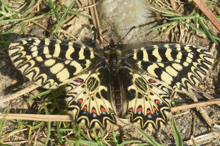 Papilionidae - Parnassiinae- Zerynthini-Zerynthia polyxena Gagnières 2020, DSC_0706