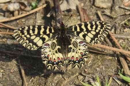 Papilionidae - Parnassiinae- Zerynthini-Zerynthia polyxena Gagnières 2020, DSC_0707