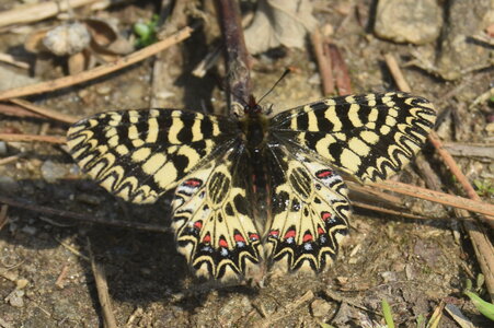 Papilionidae - Parnassiinae- Zerynthini-Zerynthia polyxena Gagnières 2020, DSC_0722