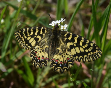 Papilionidae - Parnassiinae- Zerynthini-Zerynthia polyxena Gagnières 2020, DSC_0553