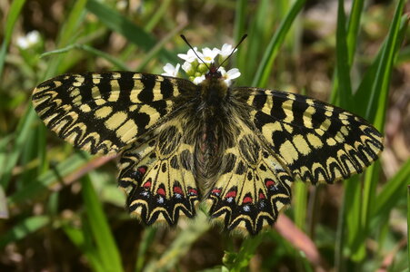 Papilionidae - Parnassiinae- Zerynthini-Zerynthia polyxena Gagnières 2020, DSC_0557