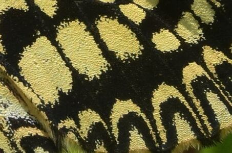 Papilionidae - Parnassiinae- Zerynthini-Zerynthia polyxena Gagnières 2020, DSC_0659
