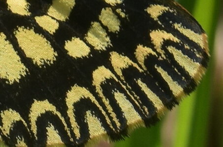 Papilionidae - Parnassiinae- Zerynthini-Zerynthia polyxena Gagnières 2020, DSC_0658