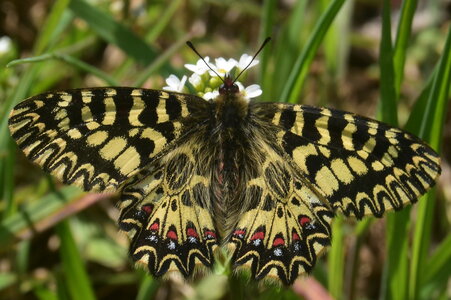 Papilionidae - Parnassiinae- Zerynthini-Zerynthia polyxena Gagnières 2020, DSC_0656