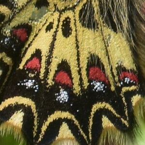 Papilionidae - Parnassiinae- Zerynthini-Zerynthia polyxena Gagnières 2020, DSC_0657
