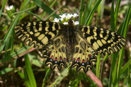 Papilionidae - Parnassiinae- Zerynthini-Zerynthia polyxena Gagnières 2020, DSC_0655