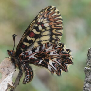 Papilionidae - Parnassiinae- Zerynthini-Zerynthia polyxena Gagnières 2020, DSC_0534